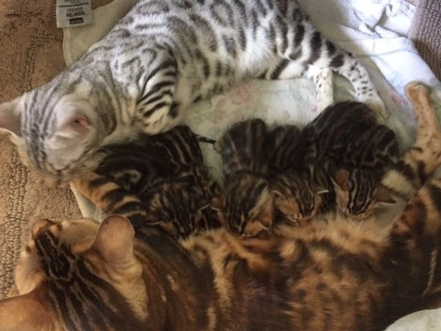 Capstone Bengals cattery