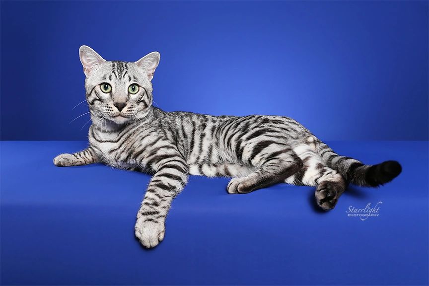 The Indispensable Role of a Good Cat Breeder