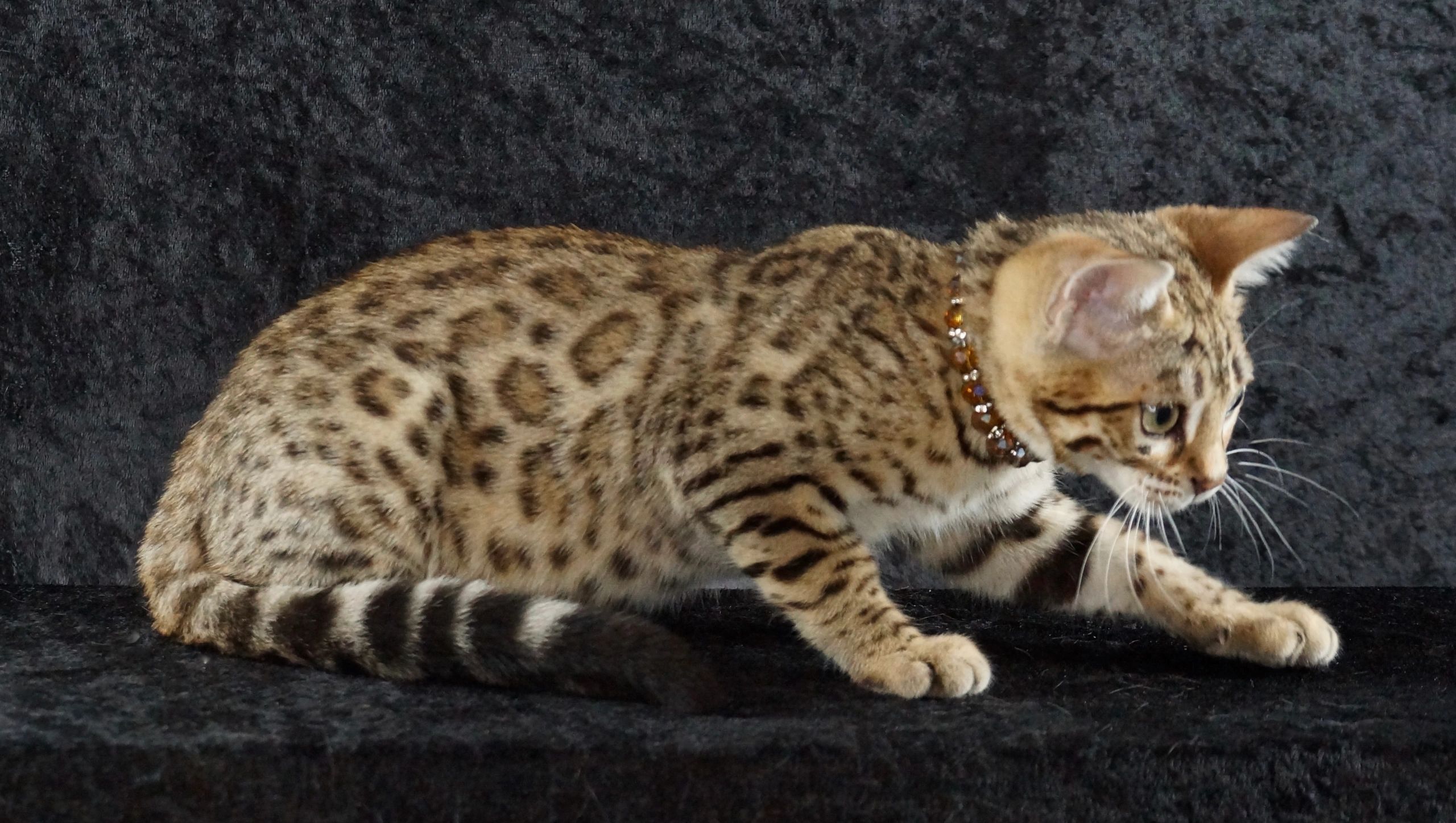 Exploring Different Bengal Coat Patterns