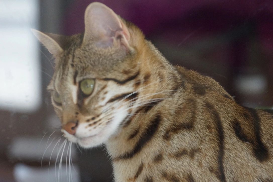 The Joy of Adopting a Retired Breeding Cat