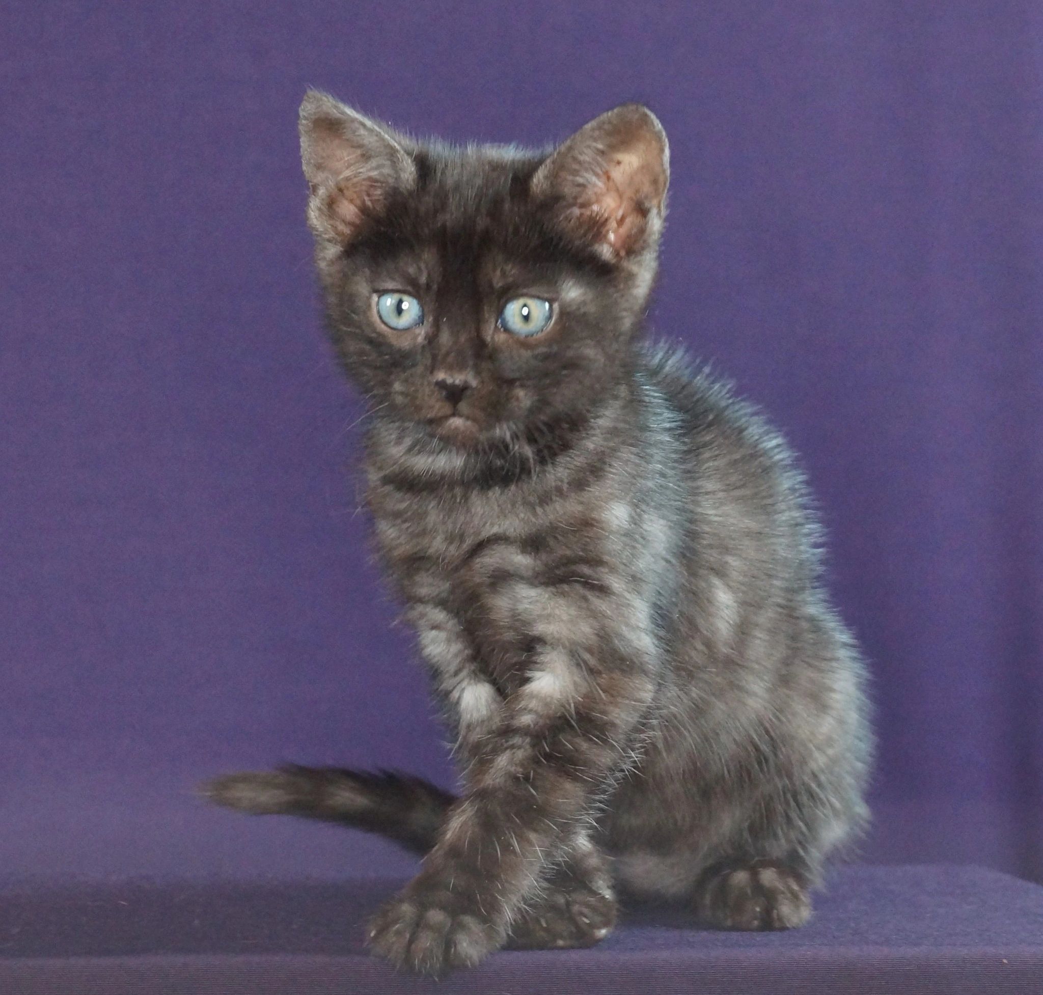 Bengal kitten portrait