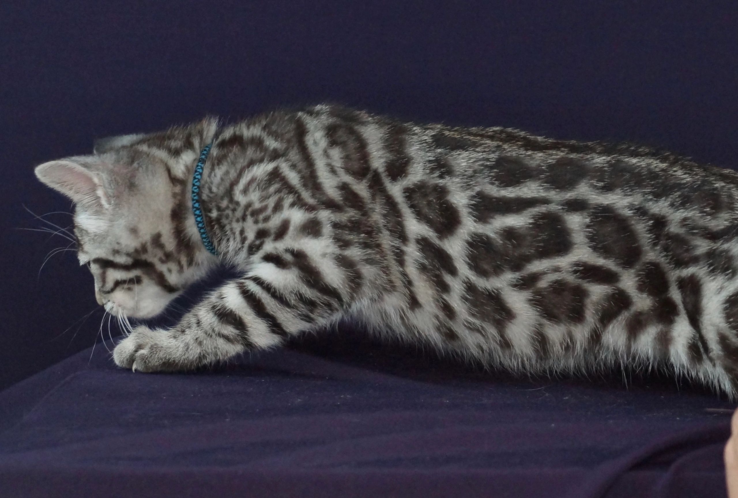 Bengal kitten playful
