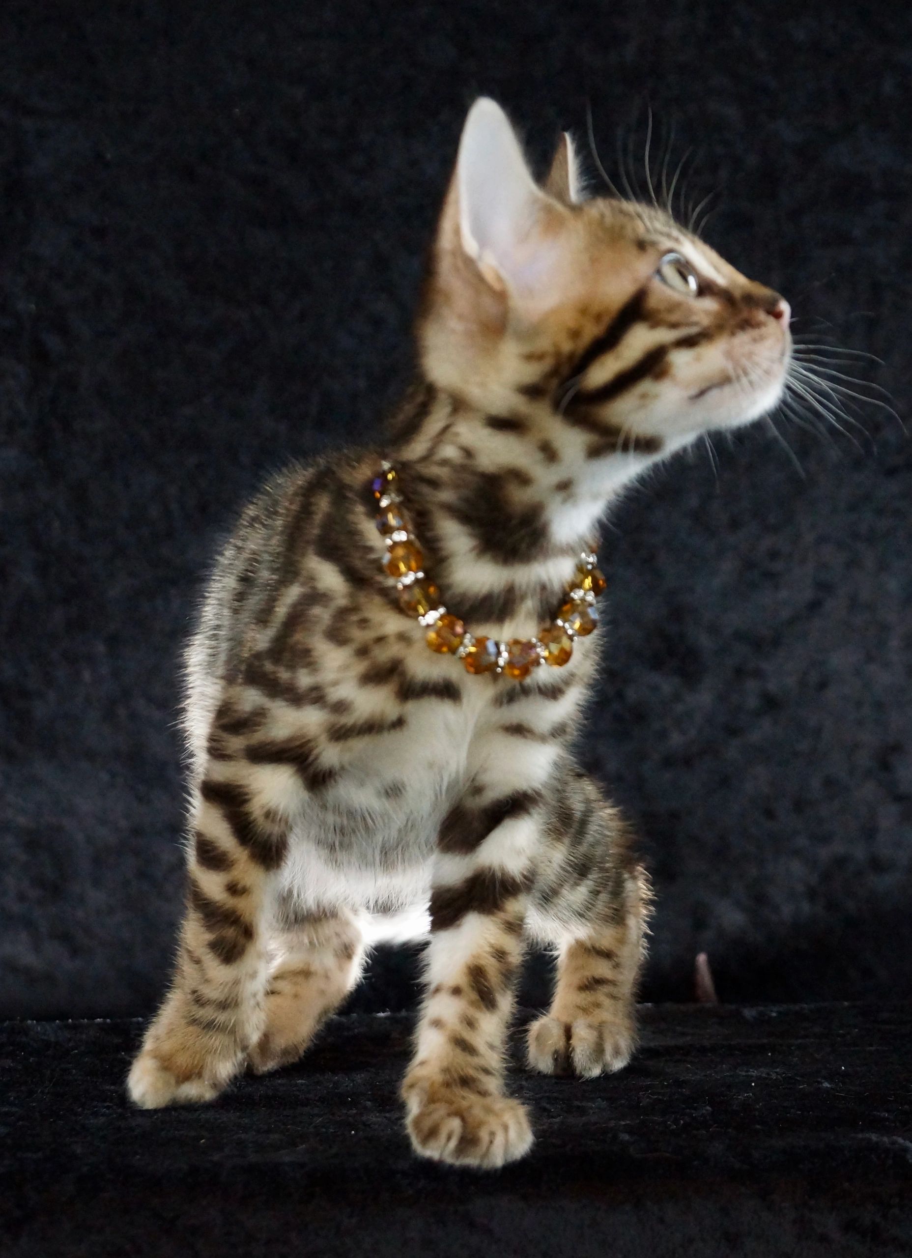 Silver Bengal kitten