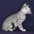 Charcoal Bengal kitten