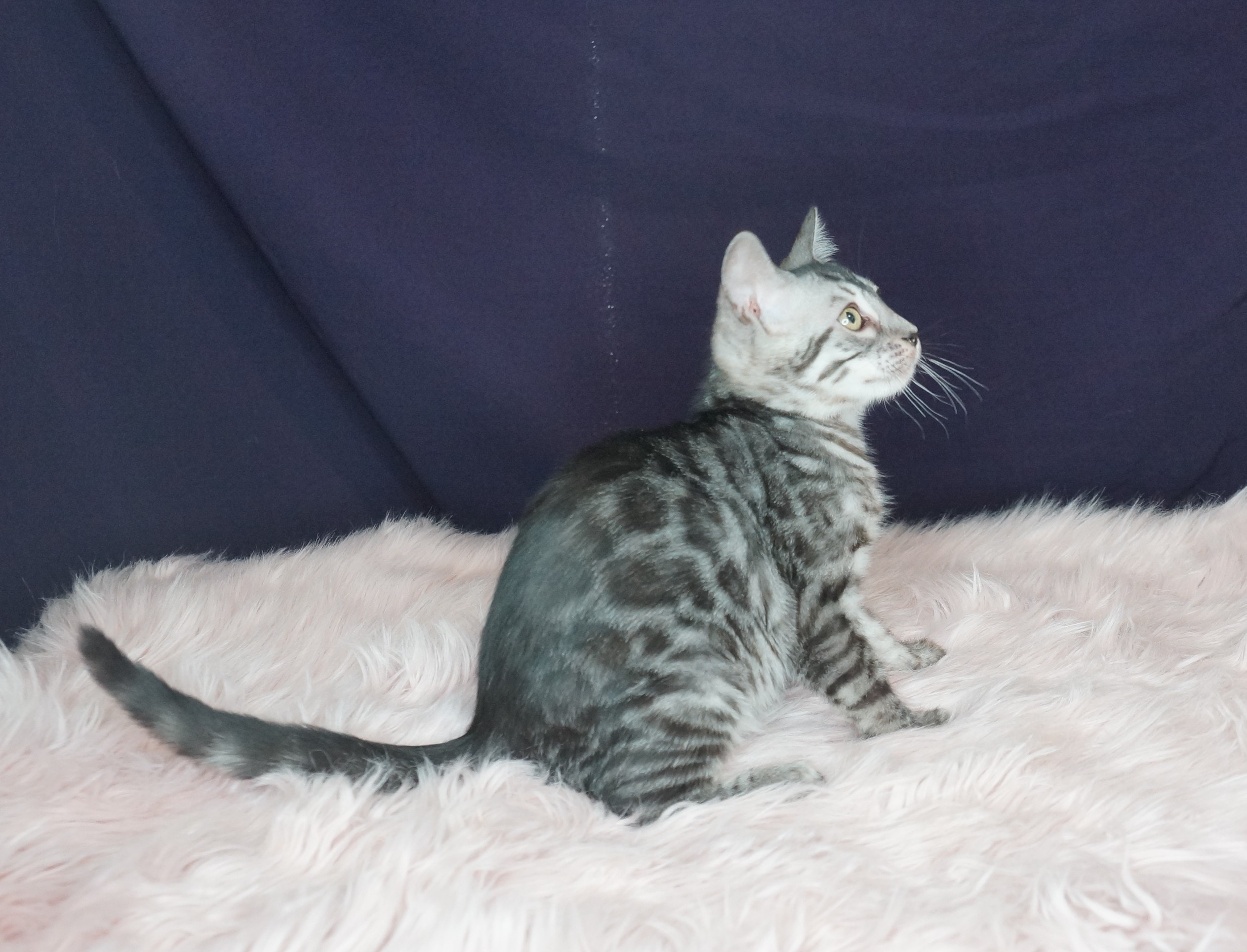 Available Female Kitten — photo 2