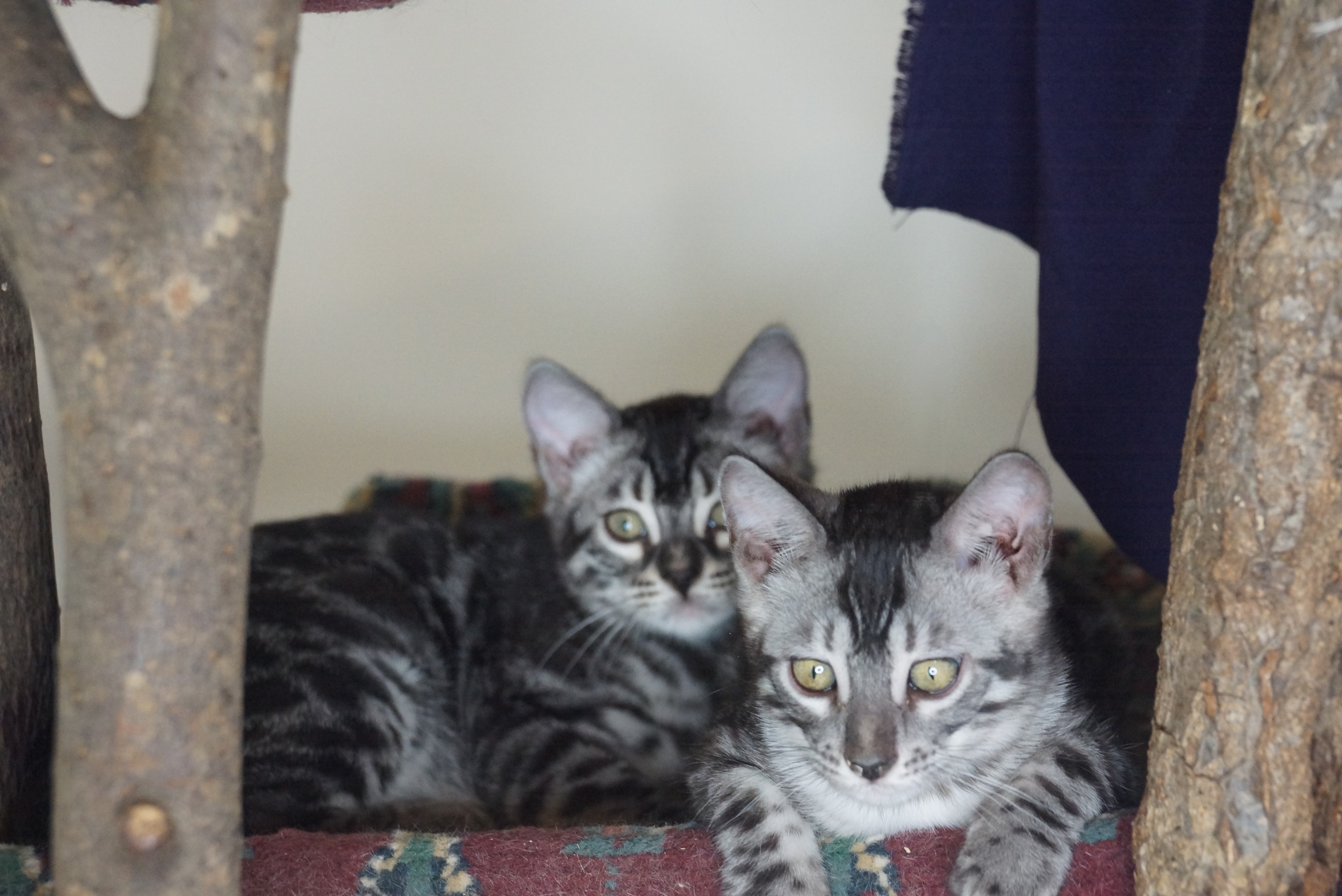 Available Female Kitten — photo 3