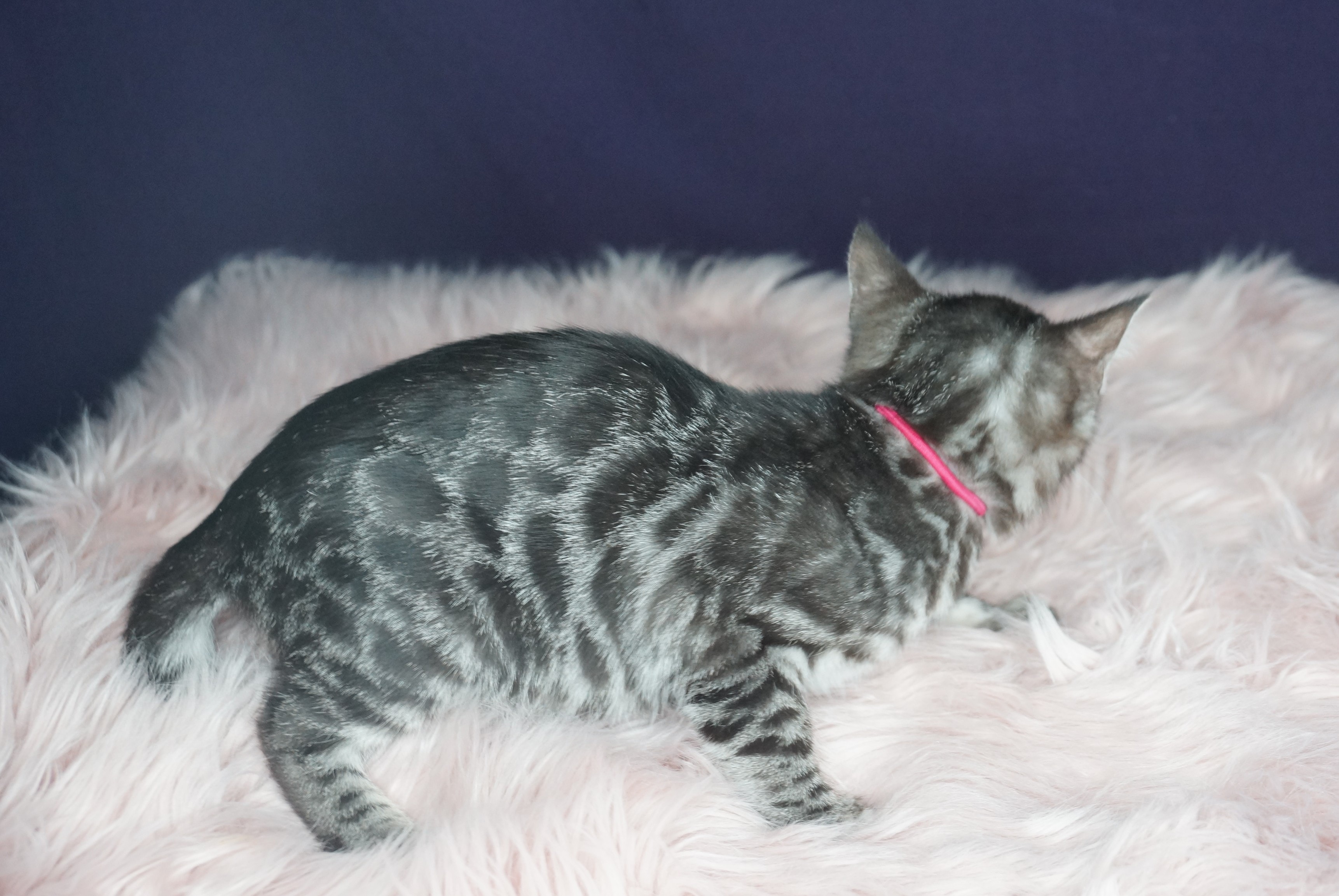 Available Female Kitten — photo 2