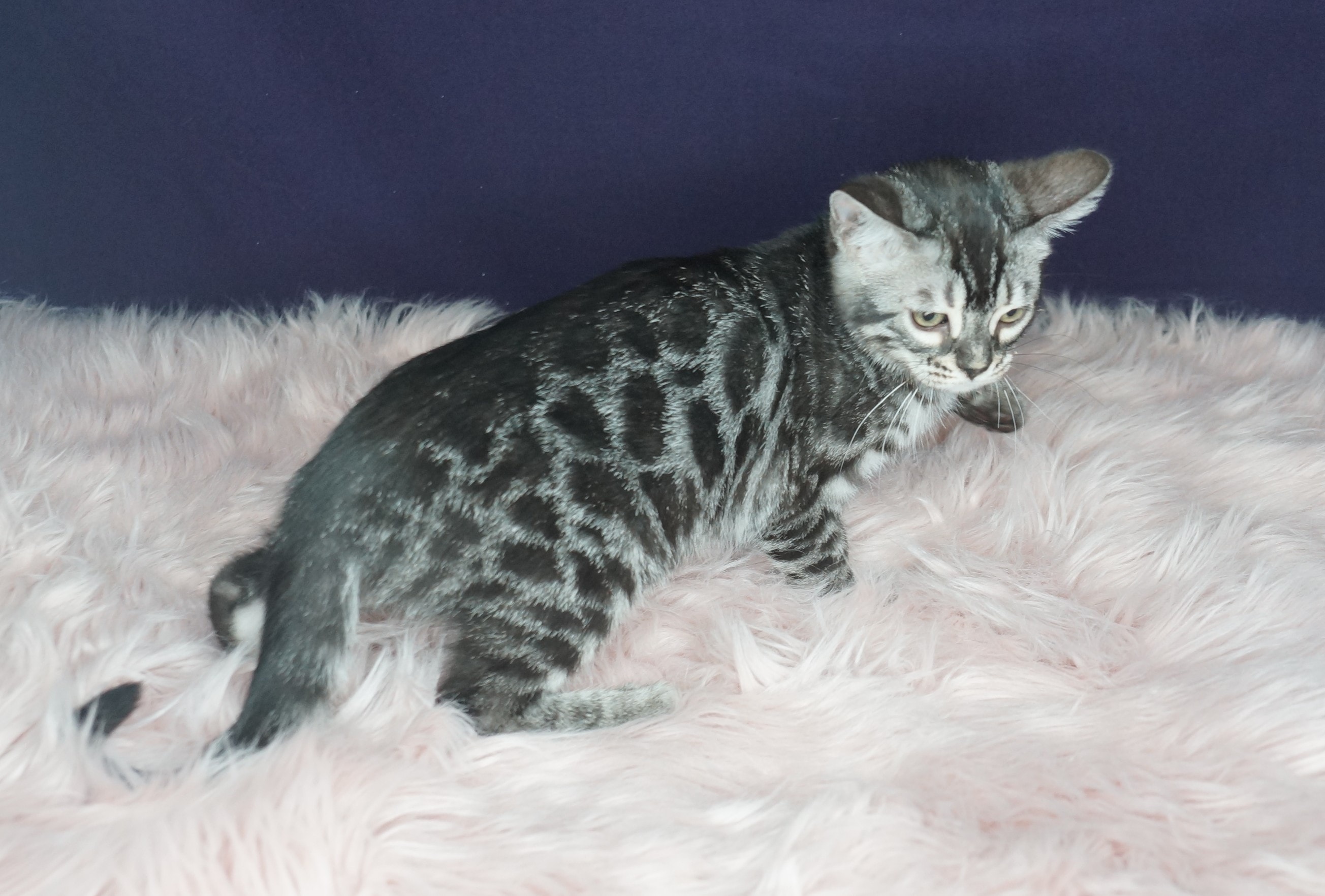 Available Female Kitten — photo 3