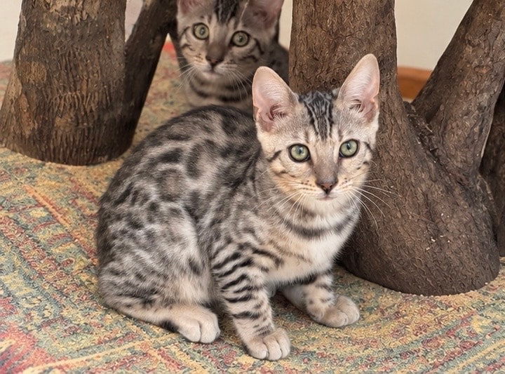Available Male Kitten