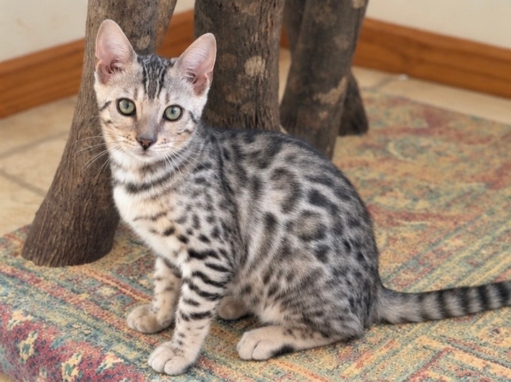 Available Male Kitten — photo 2