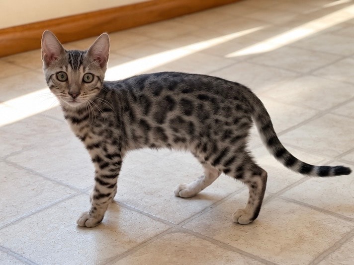 Available Male Kitten — photo 3