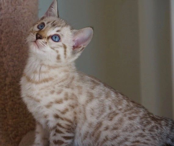Bengal kitten looking up