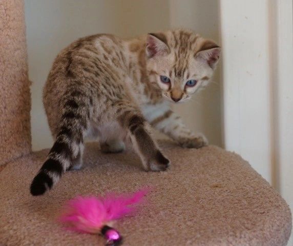 Bengal kitten on cat tree