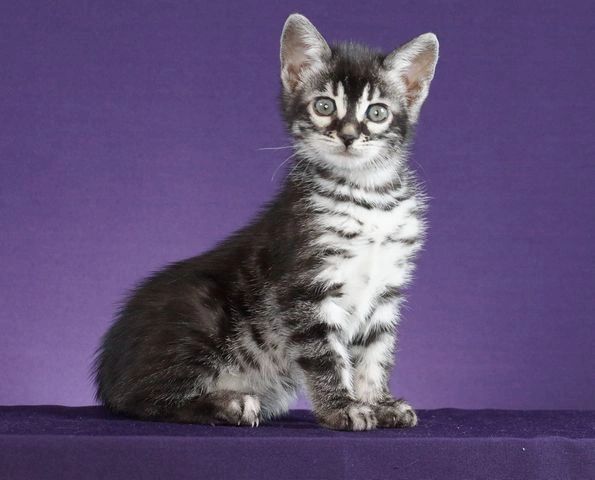 Bengal kitten on purple background